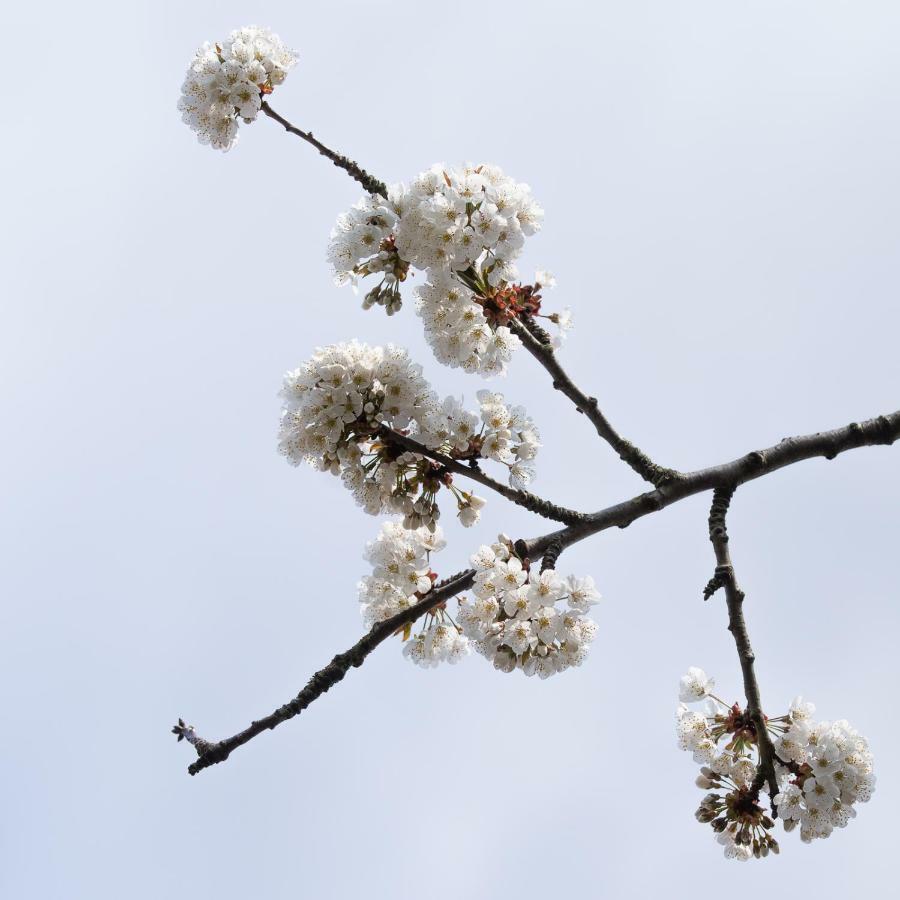 Onder De Kersenboom Bed & Breakfast Hilversum Bagian luar foto